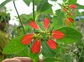 Painted Leaf Poinsettia